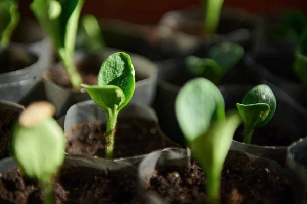 Close Zucchini Sprouts Grown Pips Seeds Pots Black Soil Greenhouse — Fotografia de Stock