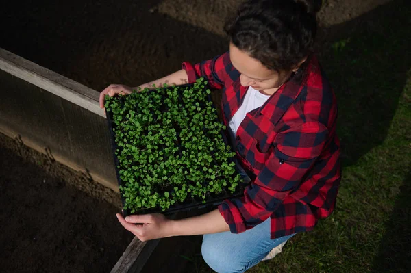 Elinde yeşillik filizleri olan bir bahçıvanın manzarası sera koşullarında turba kapları kasetlerinde kara topraktan ekilmiş. Bahçıvanlık, bahçıvanlık konsepti