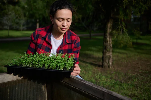 Çalışkan, beyaz tenli kadın bahçıvan sera koşullarında kasette yemek yetiştiriyor.