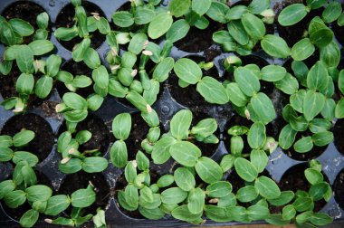 Kabak çekirdeklerinden büyüyen lahanaların genel görünümü, kasetteki kara toprakta sera koşullarında yetiştirilmiş açık alanda daha fazla bitki yetiştirmek için.