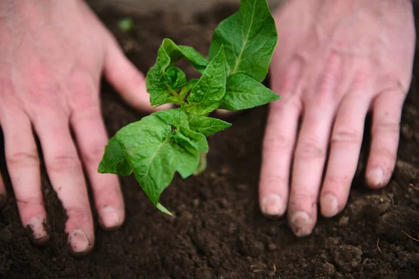 Bahçıvanın elleriyle sebze bahçesindeki kara toprağa domates tohumu ektiği tepeden görülüyor. Tarım hobisi. Tarım hobisi, bahçıvanlık, organik bahçecilik ve büyüme kavramı