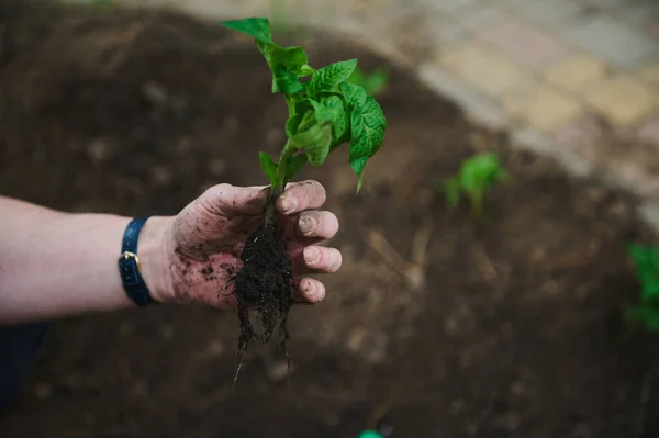 园艺师手托着一棵番茄幼苗 它的根是黑色的 背景是蔬菜园 农业业余爱好 农艺学 园艺和园艺概念 — 图库照片