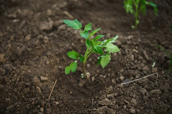 Overhead View Tomato Seedlings Transplanted Flower Bed Black Soil Open — Fotografia de Stock