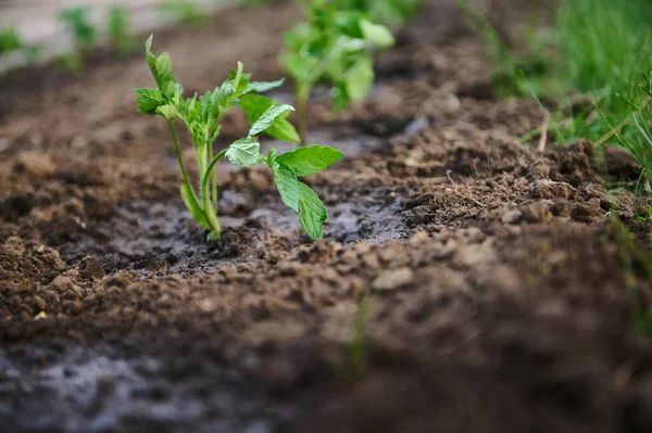 在浇灌花床中种植番茄幼苗的特写 农艺学 有机园艺和生长概念 — 图库照片