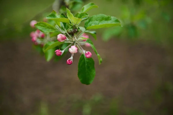 Bloeiende Fruitboom Met Gezwollen Knoppen Met Roze Bloemen Voorjaarstuin — Stockfoto