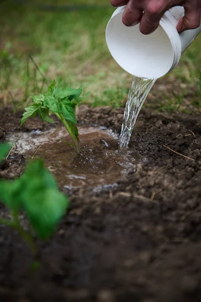 露天草地花圃中浇灌幼苗时 应注意喷水问题 — 图库照片