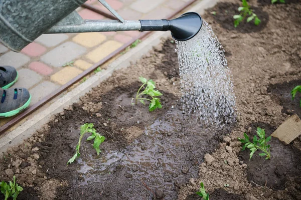 在黑土上移植到花坛上浇灌番茄幼苗的俯视图 有机园艺的概念 在菜园中种植有机生态友好型产品 — 图库照片