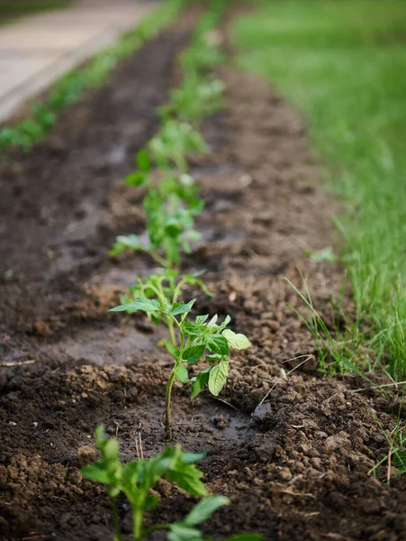 Focus Tomato Seedlings Watered Flowerbed Black Soil Plant Care Environmentally — Photo