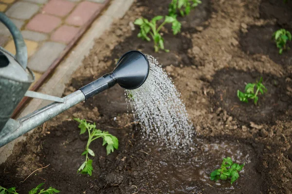 在温室花园浇水番茄苗 — 图库照片