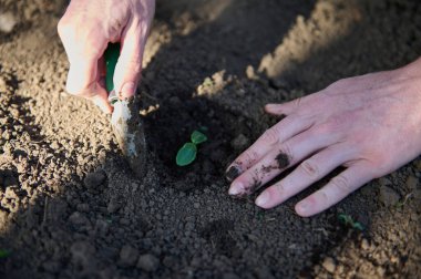Bahçıvan elleri sera koşullarında yetişen filizleri dikiyor, kara toprakta bir delikte. Açık arazide fideleri bir çiçek tarlasına nakletmek. Bahçecilik, tarım hobisi, bahçe işleri..
