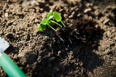 Toprağın üstünde kirli kökleri olan yeşil lahanaların yukarıdan görünüşü kara topraktaki çiçek tarhındaki deliğe dikmeden önce. Serada ve açık alanda organik sebze yetiştirme