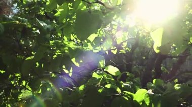 Gün batımında bahçedeki çiçek açan meyve ağaçlarının arasından güzel parlak güneş ışınlarının 4K video görüntüleri düşüyor. Dünya Günü, çevre koruma, bahçecilik ve bahçıvanlık kavramı