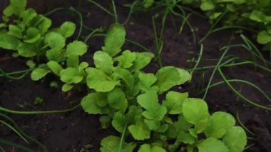 Açık arazide yetişen siyah toprakta yetişen sebzelerle birlikte yataklar arasında geçen video görüntüsü. Yeşil yaprak kökleri ve yeşil soğan bahçedeki yatakta.