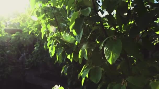 春天的一天 枝繁叶茂的果树和美丽的阳光落在一座避暑别墅里的果园里 园艺概念 环境保护 地球日 — 图库视频影像