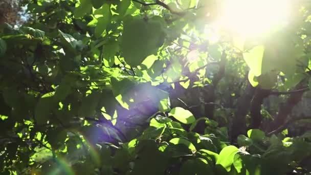 在日落时 有4K段美丽明亮的阳光从花园里开花的果树上落下 地球日 环境保护 园艺和园艺概念 — 图库视频影像