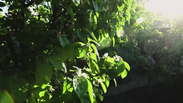在阳光明媚的夏日 一棵五角果树的特写 它俯瞰着一座乡间房屋 阳光洒落在果园上 自然和园艺概念 环境保护 地球日 — 图库视频影像
