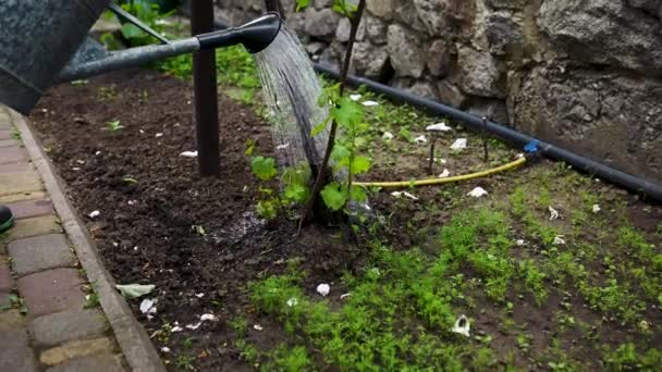 Close Tuinman Met Behulp Van Gieter Water Druiven Bush Groeien — Stockvideo