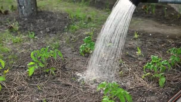 Close Jardineiro Irreconhecível Molhando Mudas Tomate Uma Lata Rega Uma — Vídeo de Stock