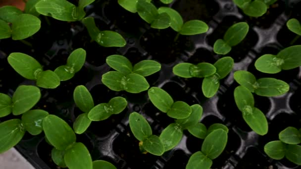 温室条件下生长在黑土中的黄瓜幼苗的顶视图4K分辨率视频通道 种植有机蔬菜 园艺概念 — 图库视频影像