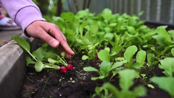 Gros Plan Une Jardinière Cueillant Des Radis Crus Mûrs Dans — Video