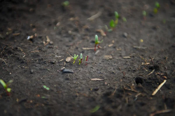 Sprouted Sadzonki Rosnä Otwartej Czarnej Ziemi Ogrodu Warzywnego Hobby Rolnicze — Zdjęcie stockowe