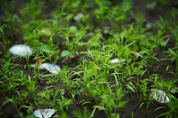 野外で成長している緑の若いディルの苗のトップビュー 農業の概念 有機栽培の庭で有機野菜やハーブを育てる — ストック写真