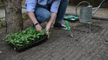Yakışıklı orta yaşlı çiftçi, kara toprakta yetişen salatalık fidelerini bir kasetten çıkarıp, gevşek, açık organik toprağa bir delik açmadan önce elinde tutuyor. Tarım, bahçıvanlık kavramı