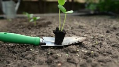 Çiçek tarlasına organik tarlada ekmeden önce, bahçedeki bir kürek üzerinde kökleri siyah toprakta yetişen yakın plan salatalık filizleri. Dünya Günü konsepti, bahçıvanlık, bahçe işleri ve tarım hobisi.