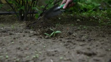 Salatalık filizleri sera koşullarında kasetteki siyah toprakta yetiştirildi açık araziye ekilmeden önce. Organik çiftlikte çevre dostu sebzelerin yetiştirilmesi