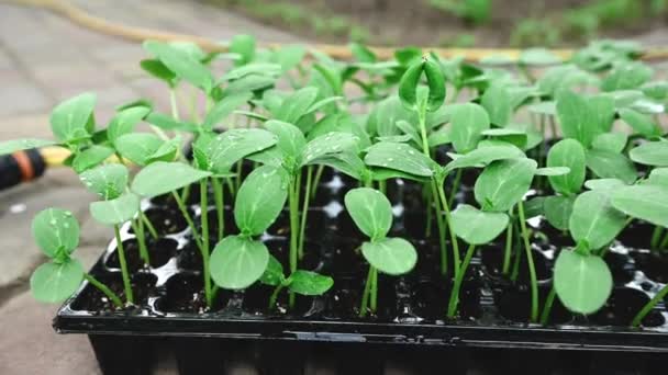 Sprouted Sadzonki Ogórka Uprawianego Czarnej Glebie Kasecie Warunkach Szklarniowych Przed — Wideo stockowe