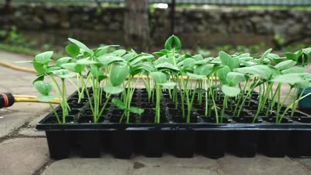 Brotes Pepino Que Crecen Pepitas Cultivados Suelo Negro Cassette Condiciones — Vídeo de stock