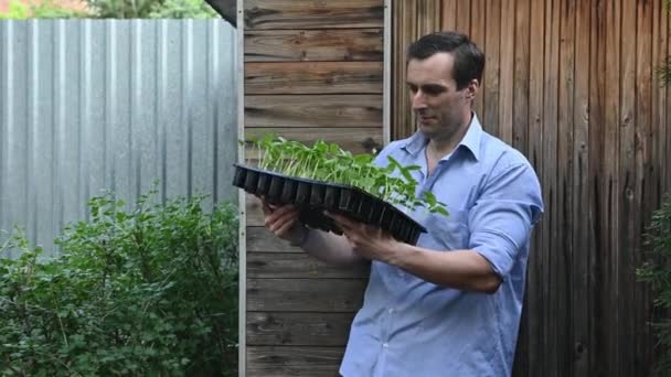 Przystojny Biały Ogrodnik Średnim Wieku Trzymający Kasetę Kiełkującymi Ogórkami Gotowy — Wideo stockowe