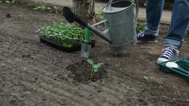 가까이 사용하는 농부는 유기농 정원의 토양에오이 묘목을 심었다 — 비디오