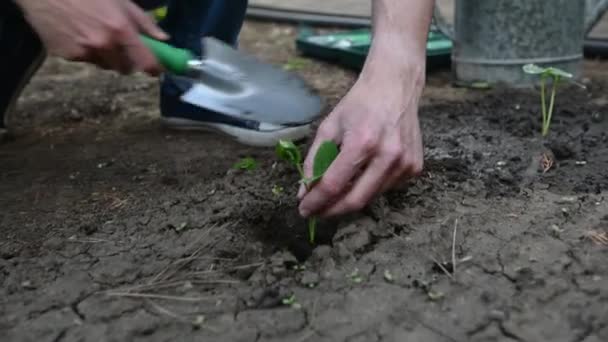 Dettagli Delle Mani Del Giardiniere Che Coprono Germogli Cetriolo Con — Video Stock