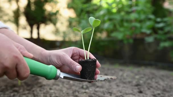 Jardinera Sostiene Sus Manos Pequeñas Plántulas Pepino Verdes Con Raíces — Vídeos de Stock