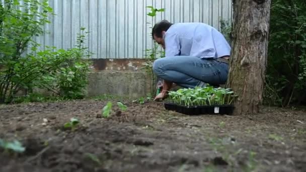 Männlicher Gärtner Pflanzt Gekeimte Sämlinge Aus Der Kassette Ins Beet — Stockvideo