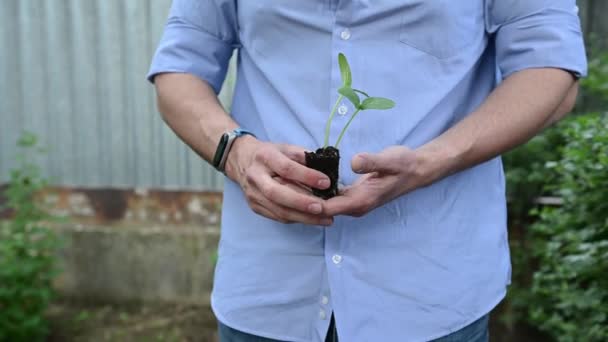 Detalhe Das Mãos Jardineiro Desconhecido Segurando Uma Jovem Planta Cultivada — Vídeo de Stock