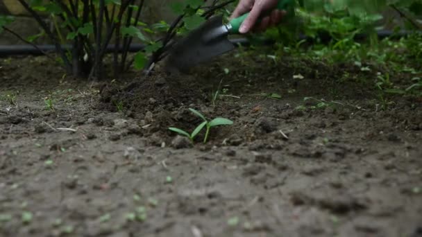 Plántulas Germinadas Pepino Cultivadas Suelo Negro Cassette Condiciones Invernadero Antes — Vídeo de stock