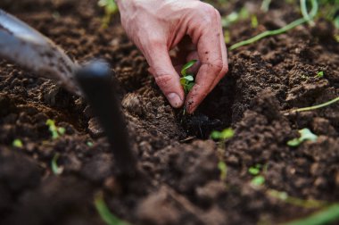 Açık araziye fideleri eken ünlü bir elin yakın çekimi. Organik tarım, tarım sektörü ve tarım hobisi. Yeni tarım ekme mevsimi. AgroIndustries.