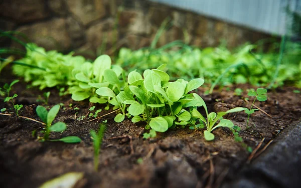 Salátalevelek Közelsége Egy Nyílt Ökológiai Mező Virágágyásánál Agráripar Mezőgazdaság Biogazdálkodás — Stock Fotó