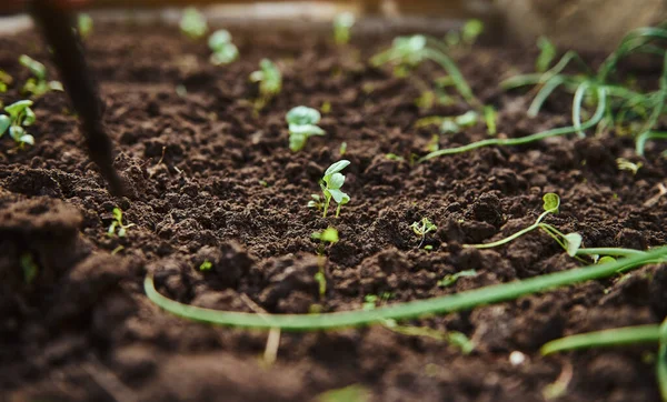 Brotes Pequeños Microverduras Ensalada Lechuga Rúcula Suelo Plántulas Primavera Para —  Fotos de Stock