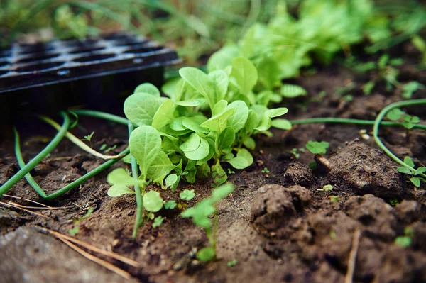 Salátalevelek Közelsége Nyílt Ökológiai Mezőn Mezőgazdaság Kertészet Környezetbarát Gazdálkodás Agrárüzleti — Stock Fotó