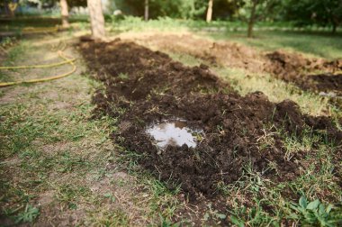 Tohum ekmek için hazırlanmış, kazılmış ve gevşetilmiş toprakta, nemli kara toprakta bir kir çukuru. Eko çiftliğinde organik sebze yetiştiriyorum. Tarım, tarım kavramı