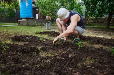 Erkek çiftçi, sebze bahçesindeki kara toprak domates fidelerine ekiyor. Arka planda sulama kabı var. Organik tarım ve bahar bahçıvanlığı konsepti. Büyüme ve yetiştirme