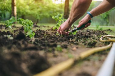 Doğurganlığı arttırmak için biyolojik humus ve gübre ile zenginleştirilmiş kara toprağa fidanlar eken bir çiftçinin ellerinin ayrıntıları. Organik sebzelerin eko tarımı ve büyümesi