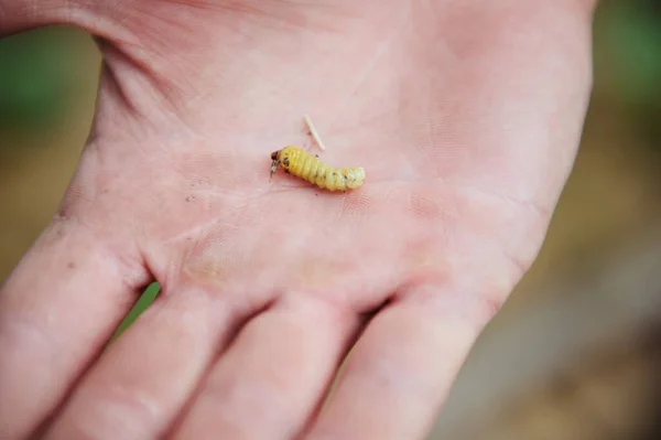 Insect, worm, caterpillar. A garden pest in the hand of a male farmer . Close-up. Horticulture, farming, agriculture concept