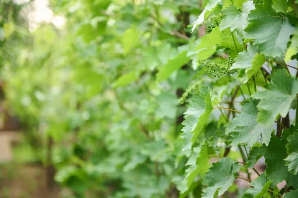 Dojrzewające Zielone Winogrona Wiszące Gałęziach Winogron Zbliżenie Tło Kwiatowe — Zdjęcie stockowe