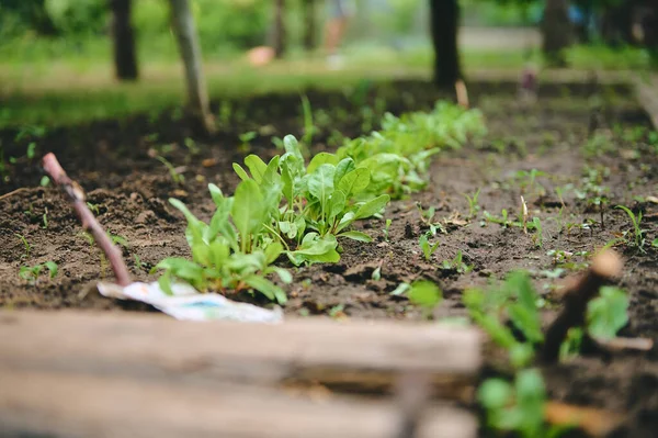 Culture Betteraves Biologiques Pleine Terre Betterave Carde Part Dans Parterre — Photo