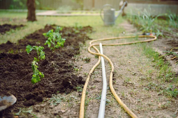 生态农场种植番茄幼苗的花坛旁 躺在地上的浇水软管 园艺工具 生态农业 园艺概念 — 图库照片
