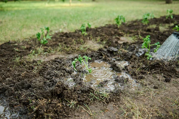 注重在黑土上种植番茄幼苗的湿润孔洞 利用浇灌罐浇灌在露天种植的蔬菜种子 生态农业的概念 复制空间 — 图库照片